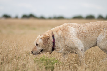 Labrador Retriver in nature