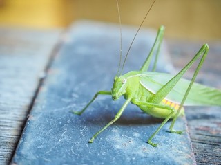 Common Garden Katydid in Queensland, Australia