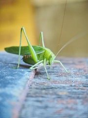 Common Garden Katydid in Queensland, Australia