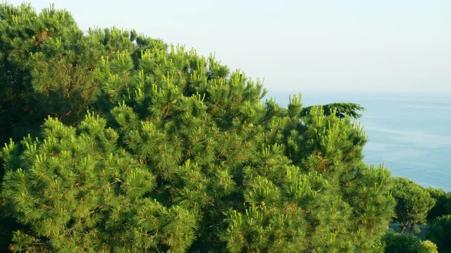 Pine trees near the sea.