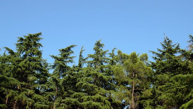 Low angle shot of Cedar of Lebanon trees 2.
