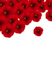 Background with Red Poppies isolated on white. - 188163935