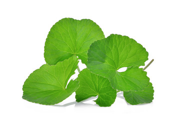 green leaves of centella asiatica, asiatic pennywort,(centella asiatica (linn.) urban.) tropical herb isolated on white background