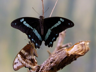 Dwa różne motyle obok siebie w motylarini na końcówce gałęzi