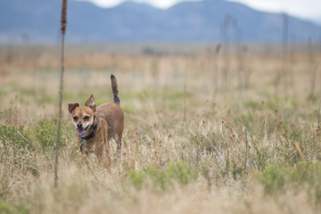 Small dog in field