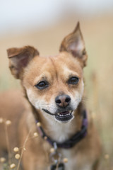 Small dog portrait - 1