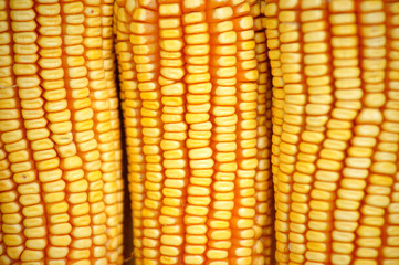 Dried corn on a wooden background.