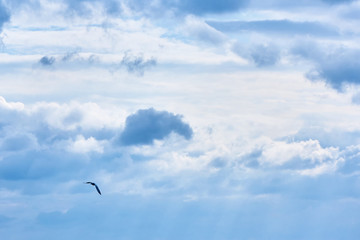 Fototapeta na wymiar The gull in the sky.