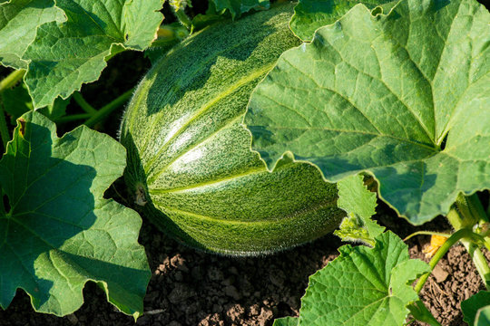 organic melon plant on the field