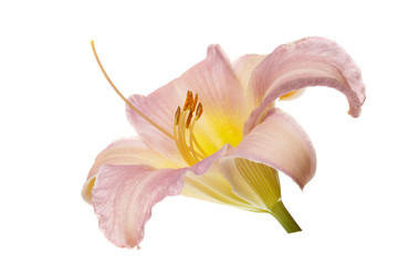 Gently pink flower daylily isolated on white background.