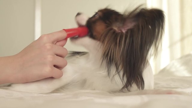 Young dog breeds Papillon Continental Toy Spaniel brushes teeth with toothbrush stock footage video
