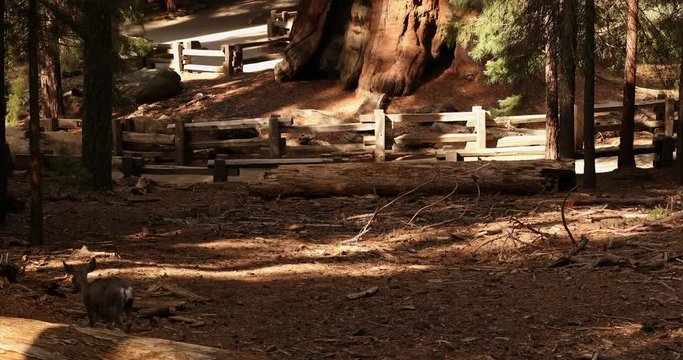 General Sherman tree in Sequoia National Park California USA
