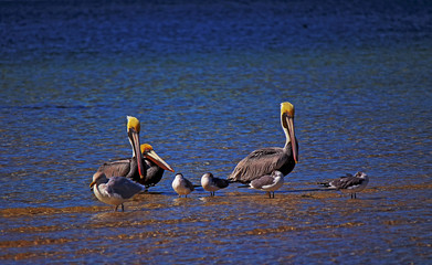  Brown Pelicans (Pelecanus Occidentalis)