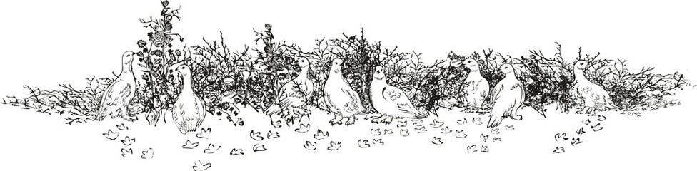 Partridge white, polar.