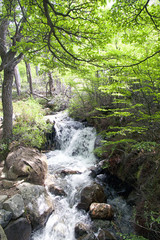 Obraz premium Stream in the forest at the Los Glaciares National Park, Argentina
