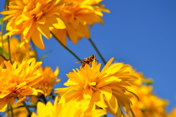 Yellow flowers on blue sky - colors of ukrainian or swedish flag. Background for national flags colors with yellow flowers and blue sky. Flowering swedish or ukrainian flag color (yellow and blue).