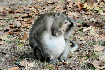 A monkey thinking and feels lonely or worried. Pregnant monkey mother sitting on graund in autumn leaves. Mother monkey thinking about baby and breastfeeding. Macaque monkey preparing to become mother
