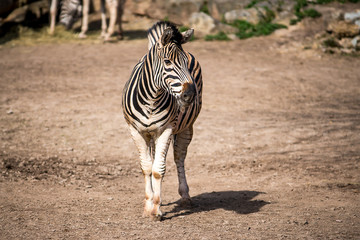 Fototapeta na wymiar Frueh Jahr Zebra Stute in Afrika Lenz