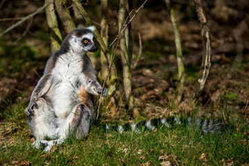 Lenz 2018 Katta Lemur Frueh Jahr