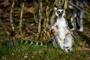Jahr Lenz 2018 Katta Lemur Frueh
