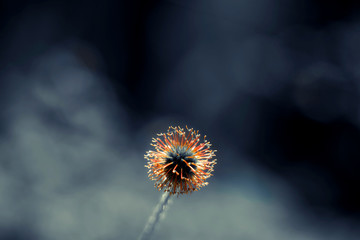 Spiky head flower. Colorful spiky head flower on gray blurred background. Close up of orange spiky flower with selective focus. One Spiky and fluffy flower in rainy day.