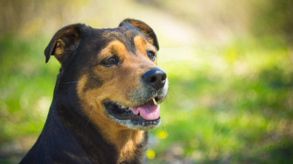 Smile of dog rottweiler. Portrait rottweiler smiling dog. Cute black and brown rottweiler dog with smile on face sitting in a summer park. Rottweiler smiling dog looking on with love during his walk.