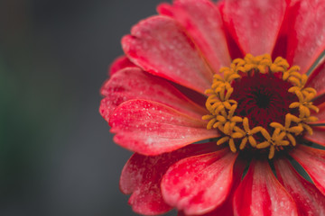 Close up of red Zinnia flower (Zinnia violacea) with green background. Zinnia flower in the tropical garden is genus of sunflower family. Zinnia in first frost and space for text as background or card