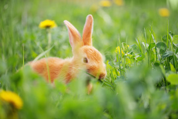 red bunny in grass