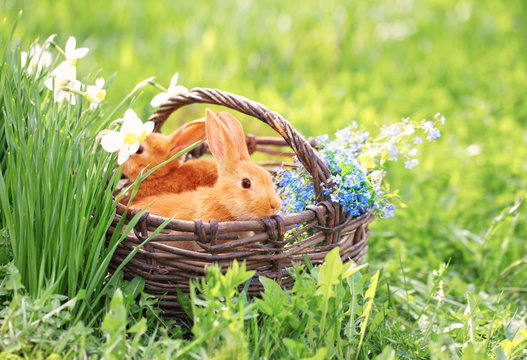 Red Bunnies In Basket On Grass