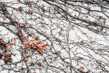 The dry climber tree climbed on the mortar wall. The branch and dry red leaves of tree climbed on the cement wall.