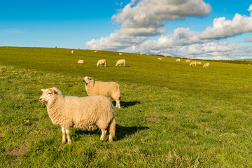 Fototapeta premium A flock of sheep on a meadow with some clouds