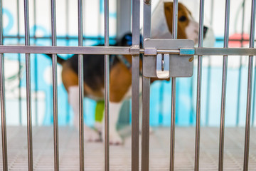 Close up bolts of cage , blur a beagle dog with elizabeth collar background at the animal hospital/veterinary Clinic waiting for recovery from treatment and find a good home.