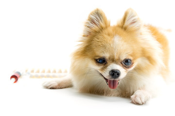 Veterinary medicine, pet, animals, health care concept - Pomeranian dog sitting on white floor and treating by Intravenous fluid therapy with syringe and drug injection or vaccination, white isolate.