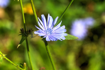 The chicory flower growing on the summer field.