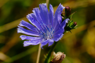 The chicory flower growing on the summer field.