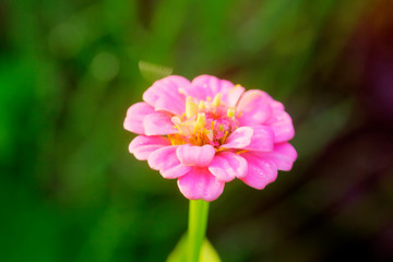 The Zinnia flower growing in a summer garden.