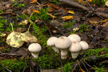 Mushroom Lycoperdon. Summer wood. A mushroom the puffball growing in the summer wood.