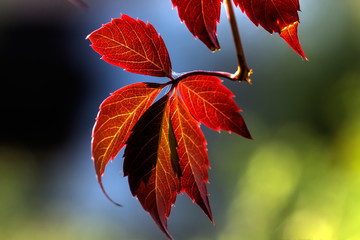 Parthenocissus. Garden plant.
Red leaves of the creeper growing in an autumn garden.
