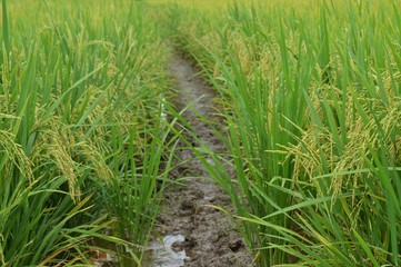 the paddy plants
