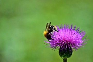 Bestäubung vom Distel durch eine Biene