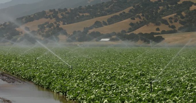 A green row of crops in a field is watered and sprayed by irrigation equipment in the Salinas Valley, California USA