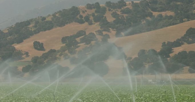 A green row of crops in a field is watered and sprayed by irrigation equipment in the Salinas Valley, California USA