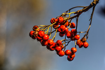 Berries of the mountain ash growing in the autumn wood.