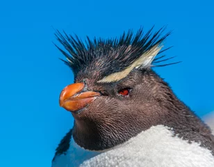 Poster Rockhopper penguin, Patagonia, Argentina © javarman