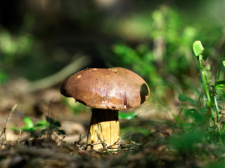 Prawdziwek © ryszard