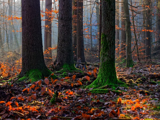 Świerki w okolicy Faltyjanek © ryszard