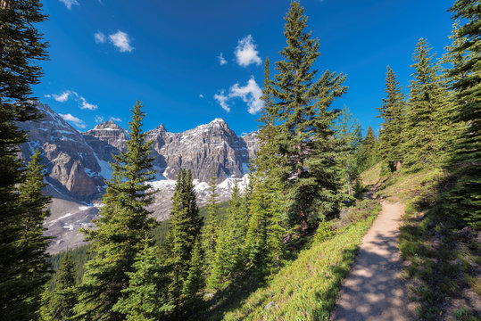Hiking trail in Rocky Mountains with beautiful pine trees near Moraine lake, Banff National Park, Canada.