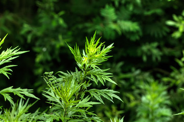 The wormwood growing on the edge of the summer field.