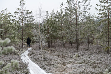 Beautiful winter landscape, hoarfrost on a swamp