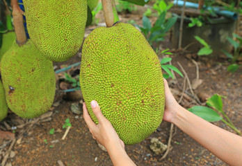 Hands holding jackfruit on the tree.